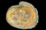 Asaphid Trilobite in Concretion - Pos/Neg #92482-1